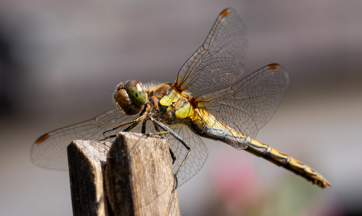 Summer Visitor - Dan Johnson